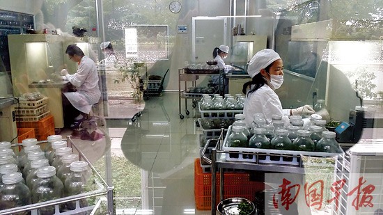 广西挽救大量濒危原生品种兰花 平价兰进普通人家