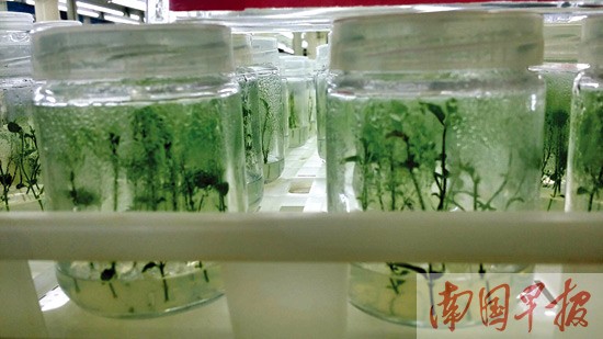 广西挽救大量濒危原生品种兰花 平价兰进普通人家