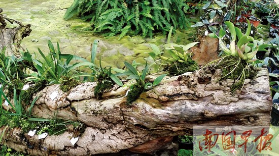 广西挽救大量濒危原生品种兰花 平价兰进普通人家