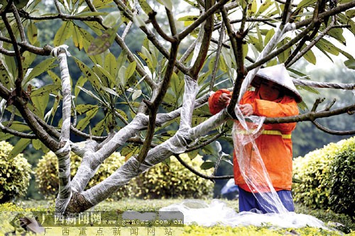 冬日花草绿树穿上“保暖衣” 花卉盆栽有防寒门路