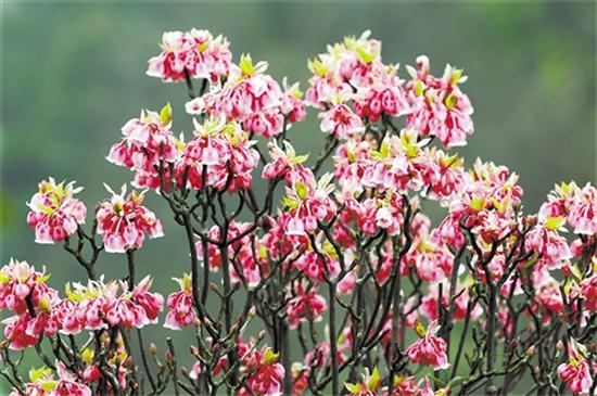 大明山灯笼花提前迎客