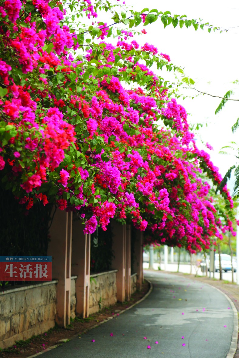 你不知道的南宁赏花点 快去和这些春花打个招呼吧