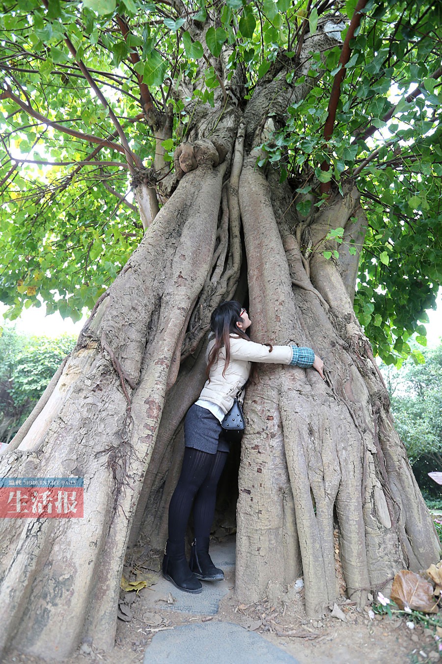 高清:南宁有哪些古树名木分布在哪儿 你知道吗?