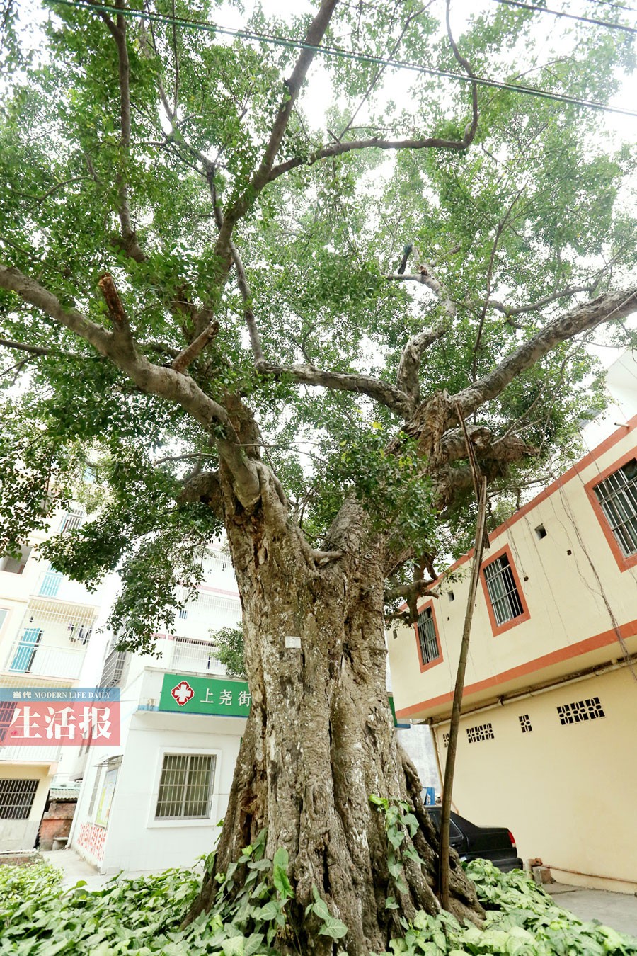 高清：南宁有哪些古树名木分布在哪儿 你知道吗？