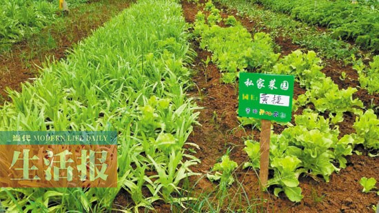 南宁近郊“开心菜地”受青睐 菜园子也有私人定制