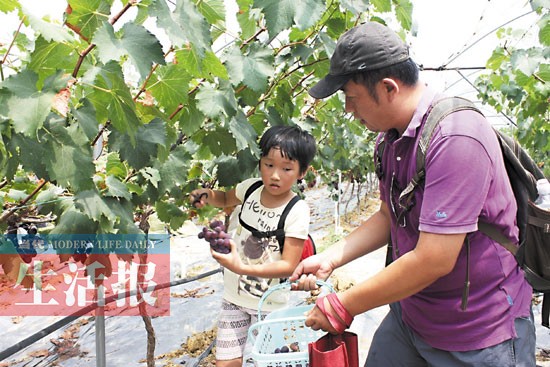 南宁近郊“开心菜地”受青睐 菜园子也有私人定制