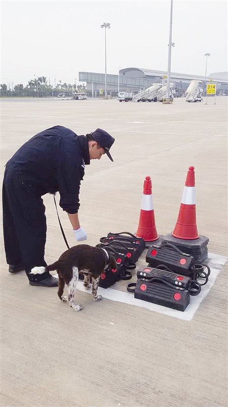 今年“两会”安保警犬有“名将”有“老将”